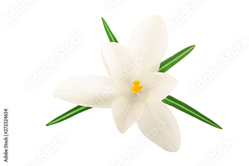 Crocus flower isolated on white background with copy space for your text