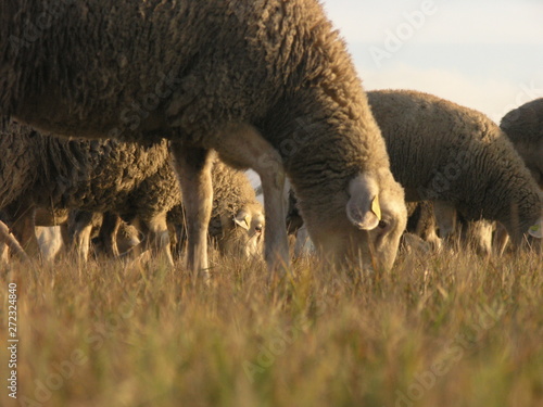 Sheeps on the pasture