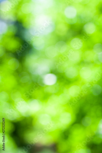 Blurred green and white forest colors of forest background. Forest focus background