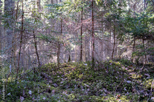 Fototapeta Naklejka Na Ścianę i Meble -  forest texture with tree trunk wall in green summer