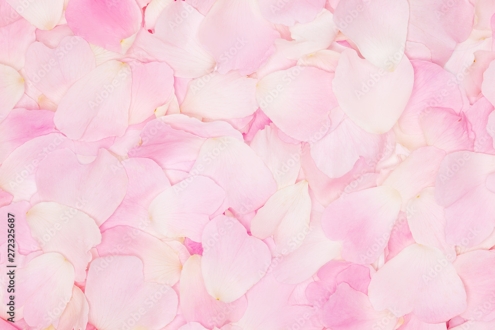 Pink tender rose petals background