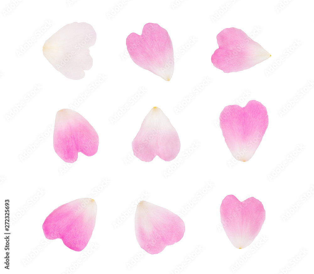 Petals isolated on white