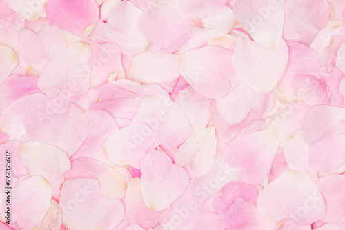 Fototapeta Naklejka Na Ścianę i Meble -  Pink tender rose petals background