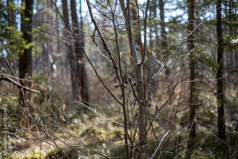 Fototapeta premium first green foliage sprouting from empty ground in the spring