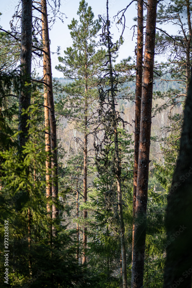 Fototapeta premium forest texture with tree trunk wall in green summer