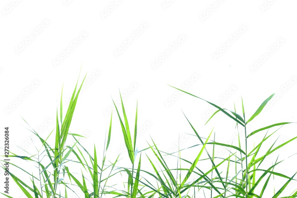 Wild grass leaves on white isolated background for green foliage backdrop Wild grass leaves on white isolated background for green foliage backdrop