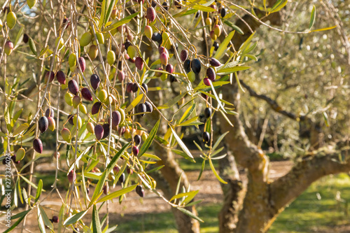 Kalamata olives ripening on olive tree with copy space on right