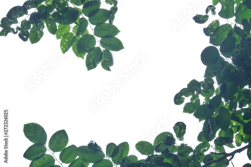 Top view tropical tree leaves on white isolated background for green foliage backdrop 