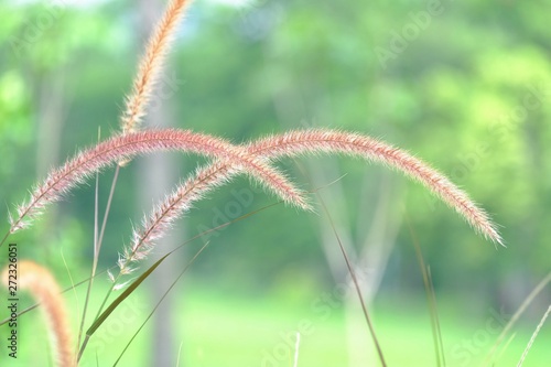 Wild grass flower blossom in a garden with blurred green nature background 