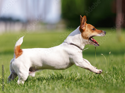 Jack Russell Terrier is a runner and plays in the grass.