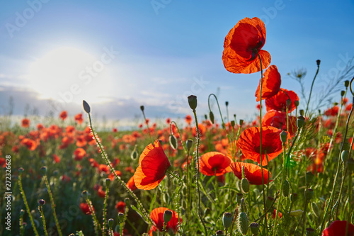 A field of flowering poppies on a bright sunny day. Picture on postcard