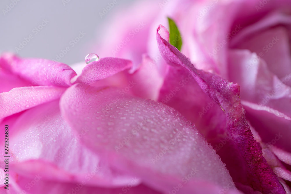 Pink rose petals with a water drops at home, close up, macro