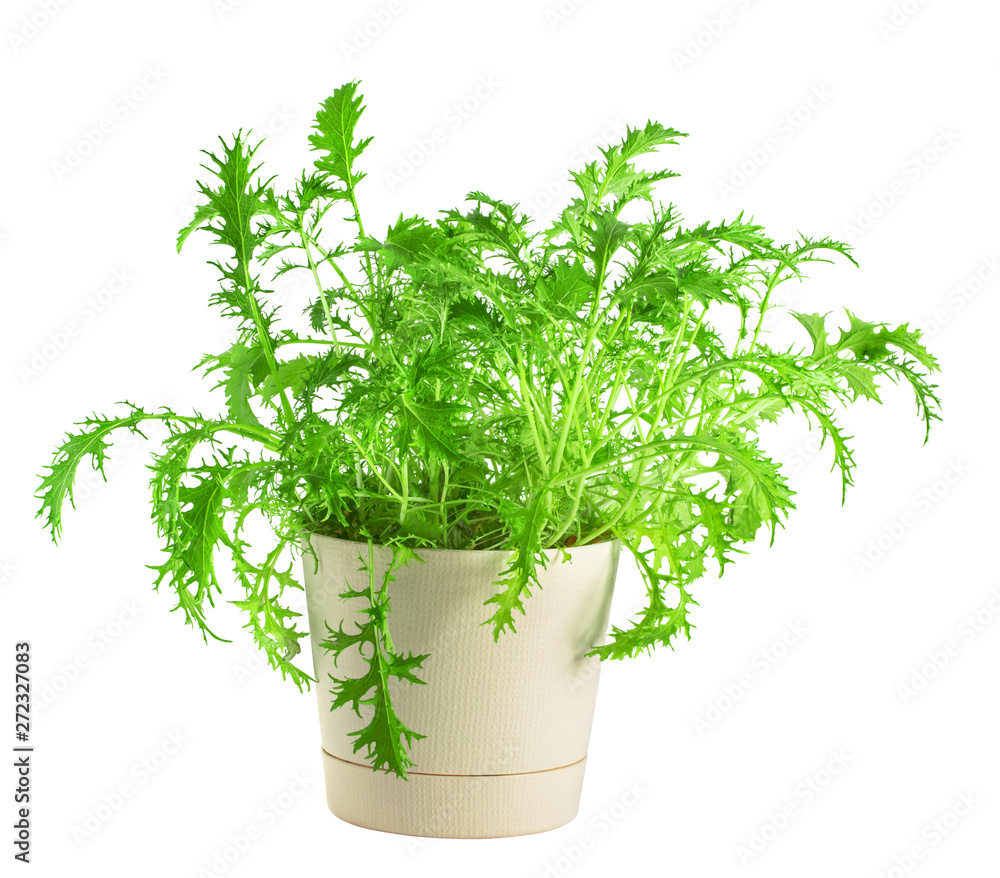 Green mizuna in pot, isolated on white Green mizuna in pot, isolated on white