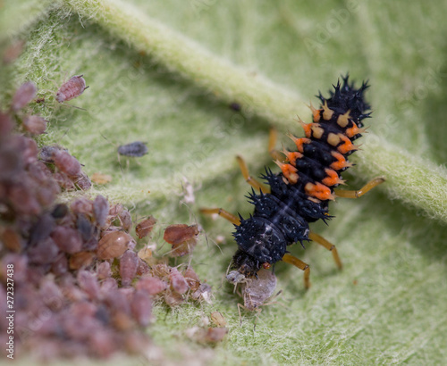 Marienkäferlarve vertilgt Blattlaus