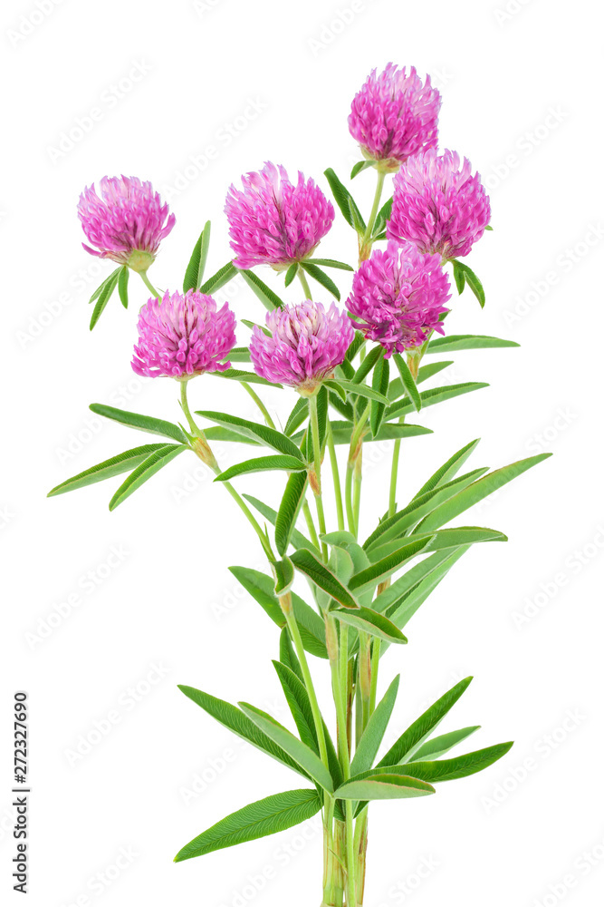 Clover or trefoil flower medicinal herbs isolated on white background Clover or trefoil flower medicinal herbs isolated on white background