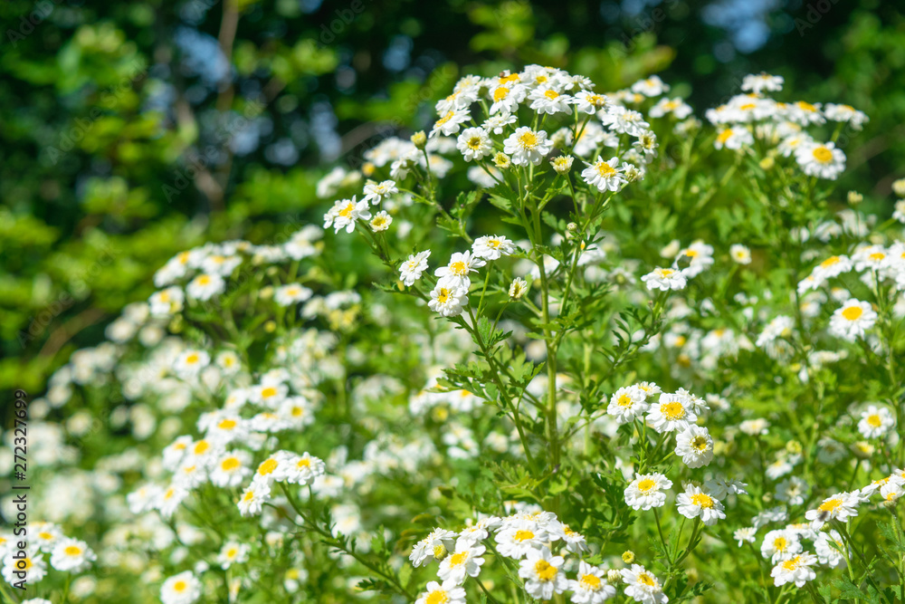 Fototapeta premium English Daisy in beautiful sunlight