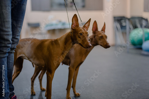 cirneco, dog show photo