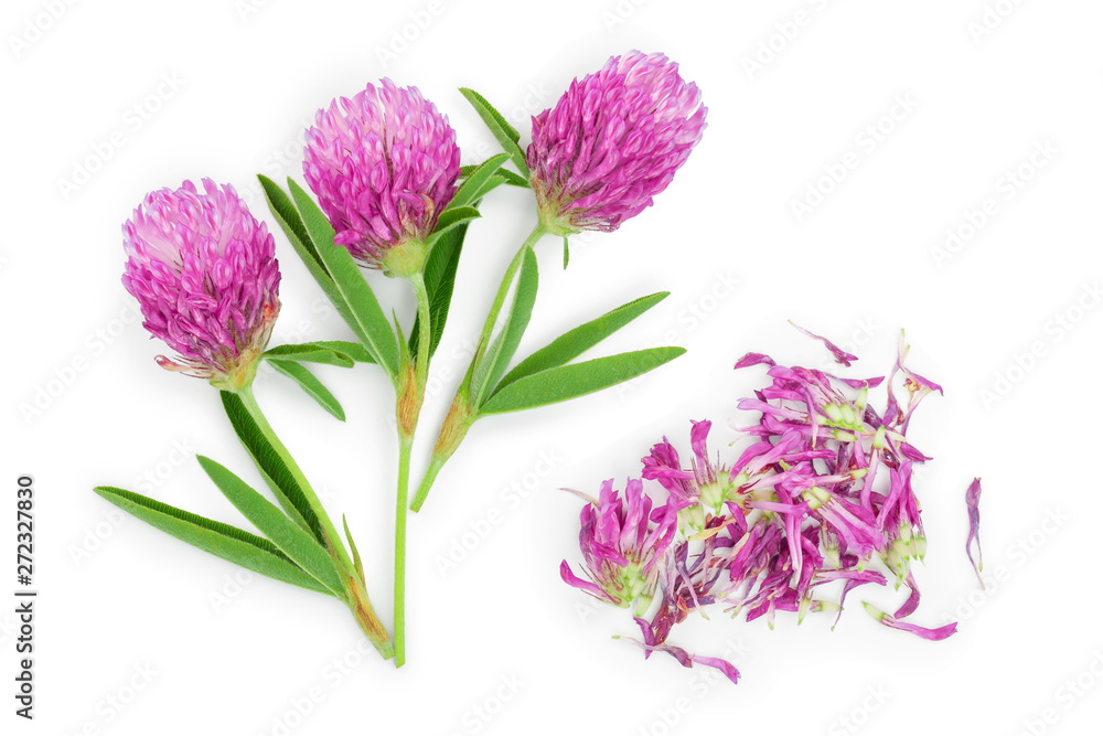 flower of a red clover clover with leaves and a stem close-up isolated on a white background. Top view. flower of a red clover clover with leaves and a stem close-up isolated on a white background. Top view.