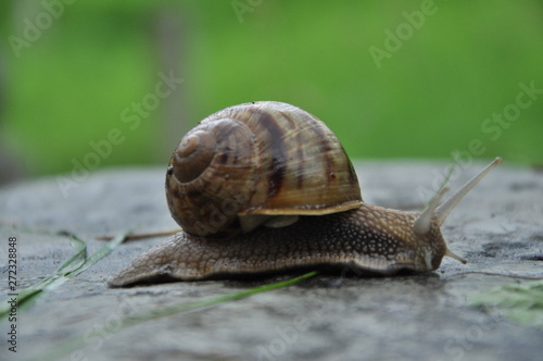 Snail in a striped house. Crawling on the ground. Summer outdoor