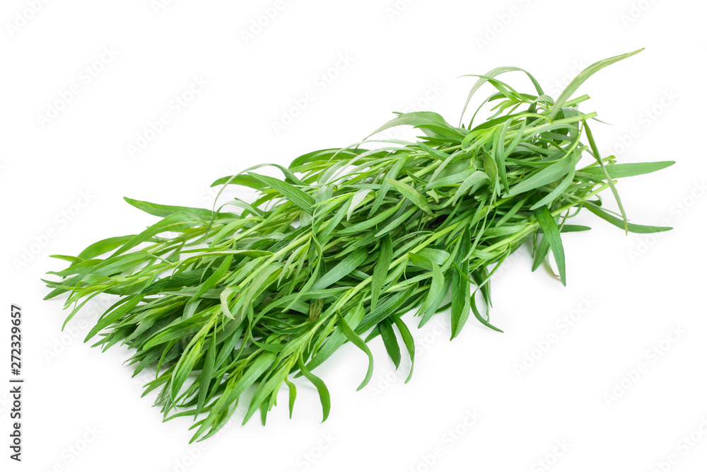 tarragon or estragon isolated on a white background. Artemisia dracunculus tarragon or estragon isolated on a white background. Artemisia dracunculus