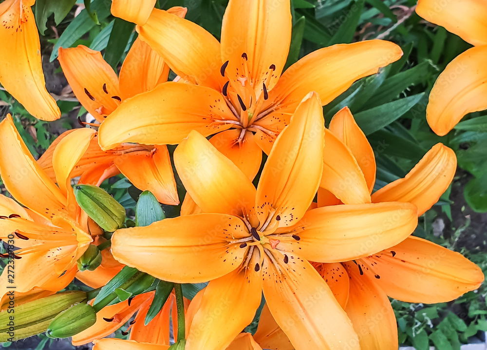 Fototapeta premium Lilies growing in the flowerbed