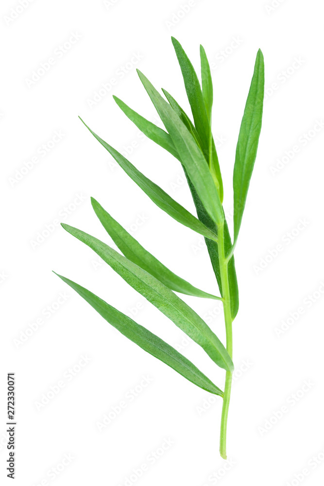 Fototapeta premium tarragon or estragon isolated on a white background. Artemisia dracunculus