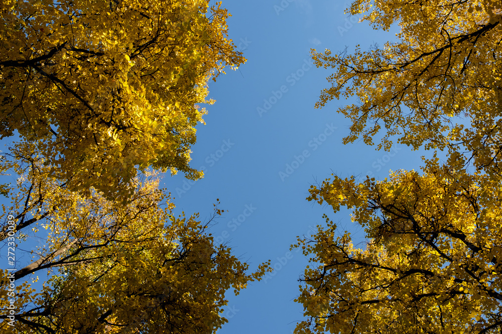 autumn foliage on the trees against the blue sky autumn foliage on the trees against the blue sky