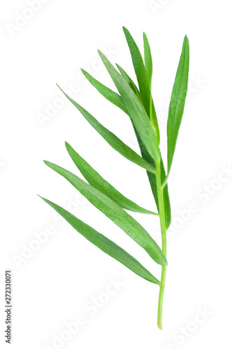 tarragon or estragon isolated on a white background. Artemisia dracunculus