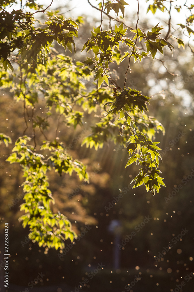 Sunlight illuminating the leaves and flying insects on a late summer evening in Marlow, UK Sunlight illuminating the leaves and flying insects on a late summer evening in Marlow, UK