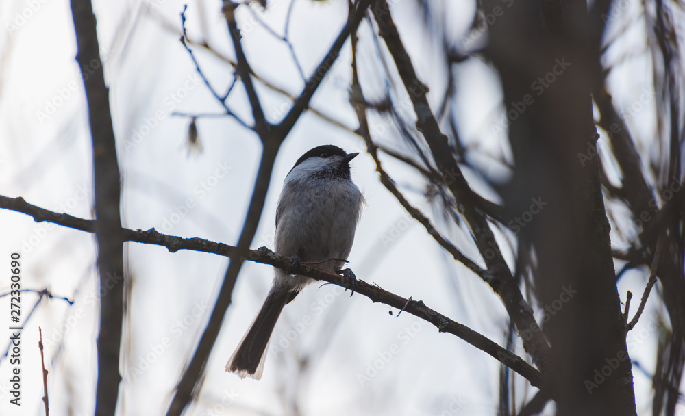 Obraz premium Grey bird sitting on a twig in the afternoon