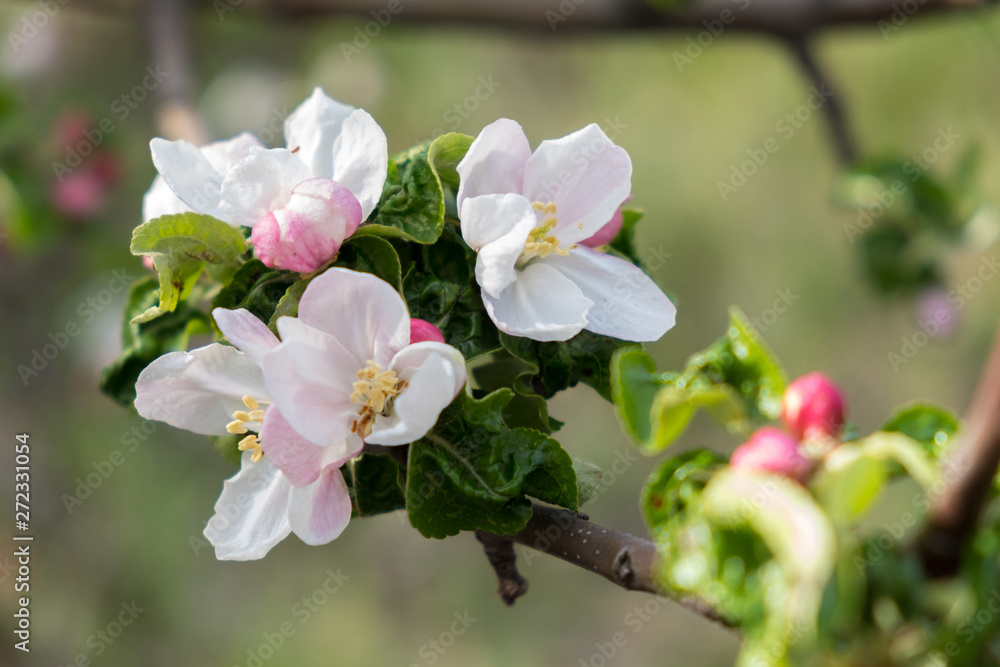 Obraz premium Apple blossoms on a branch illuminated by the bright sun