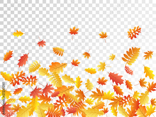 Oak, maple, wild ash rowan leaves vector, autumn foliage on transparent background.