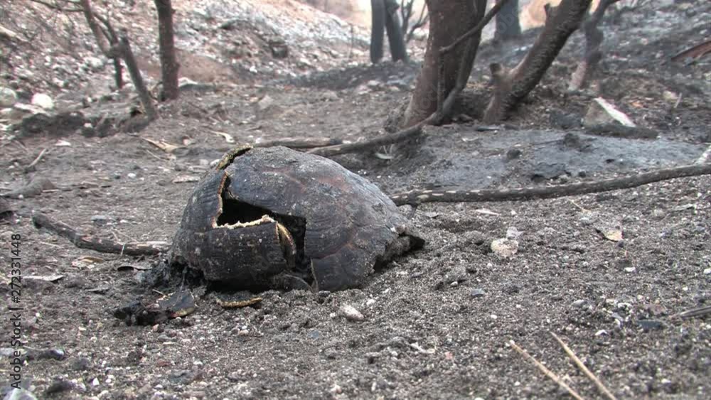 Burnt Greek tortoise in the forest Close shot of dead burnt Greek tortoise from Mount Carmel, Israel Burnt Greek tortoise in the forest Close shot of dead burnt Greek tortoise from Mount Carmel, Israel