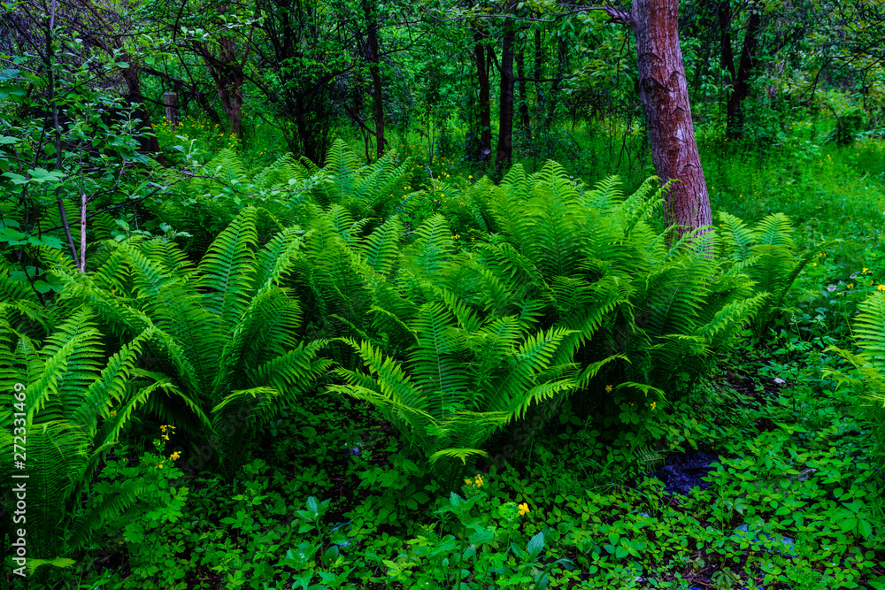Fototapeta premium Green fern plants in the forest on spring