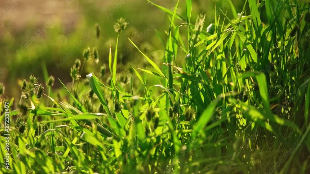 Summer background wikth fluttering grass blades and spikelets in slow motion Summer background wikth fluttering grass blades and spikelets in slow motion