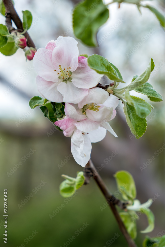 Obraz premium Flowers of apple on a branch lit by the bright sun