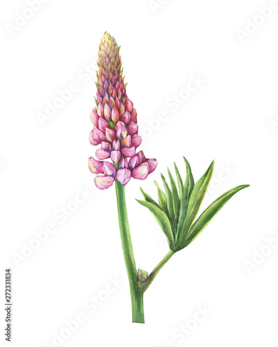 Branch flower pink lupin (Lupinus plant known as  lupine). Watercolor hand drawn painting illustration, isolated on white background.