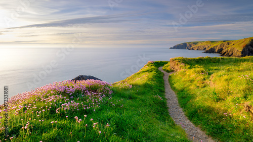 Canvas Print Spring evening light on Thrift 'Sea Pinks' in Ceibwr Bay, Pembroke, Wales