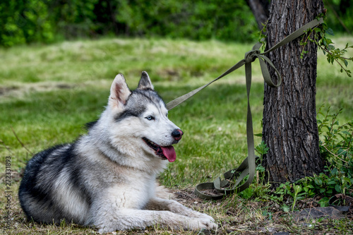Beautiful husky dog having rest in a forest.