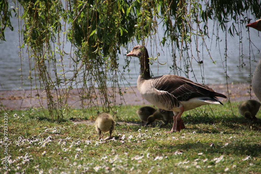 Grey goose with chicks in a field of grass in Rotterdam Grey goose with chicks in a field of grass in Rotterdam