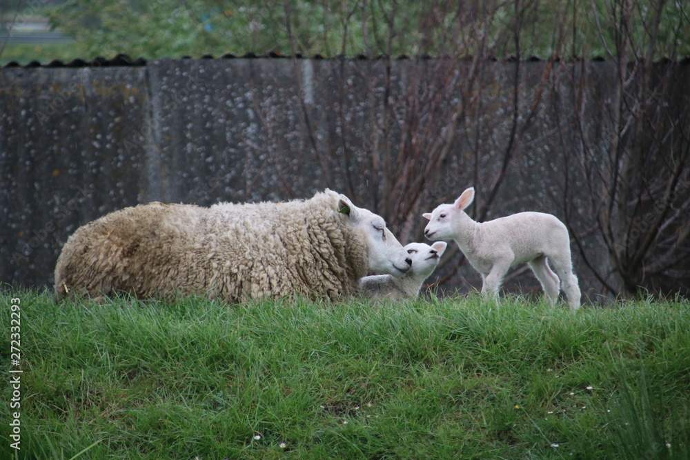 Fototapeta premium White and black sheeps with lamb on a meadow in Stompwijk the Netherlands