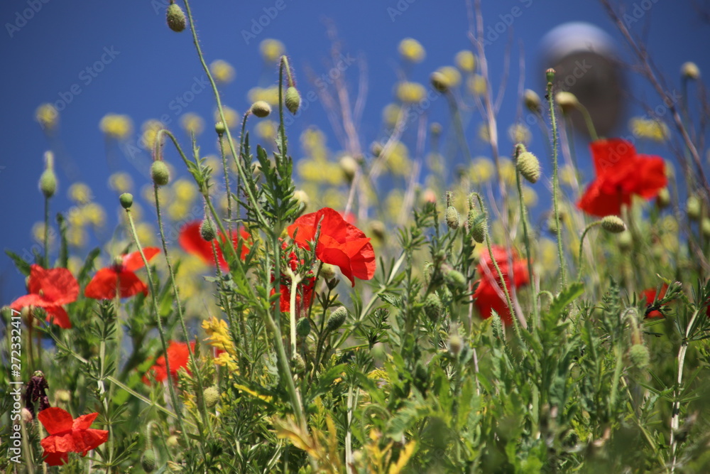 Obraz premium Red colored poppy flowers along the side of the road in Nieuwerkerk aan den IJssel in the Netherlands