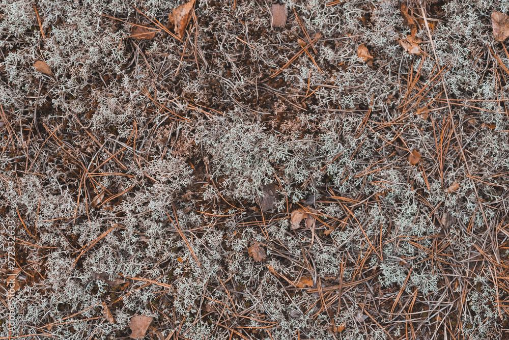 Grey moss texture in the forest