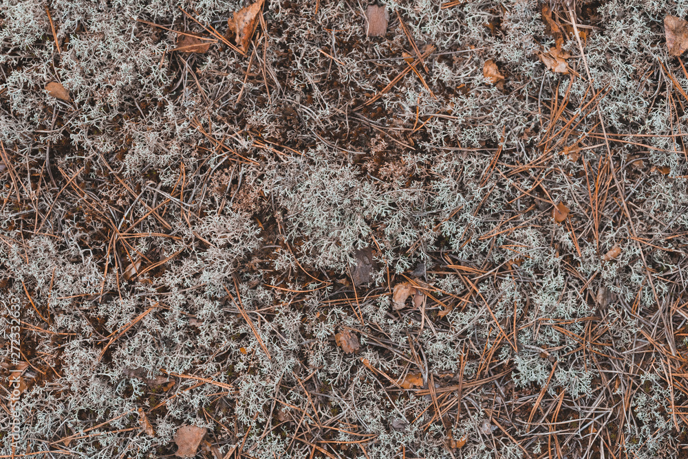 Grey moss texture in the forest Grey moss texture in the forest
