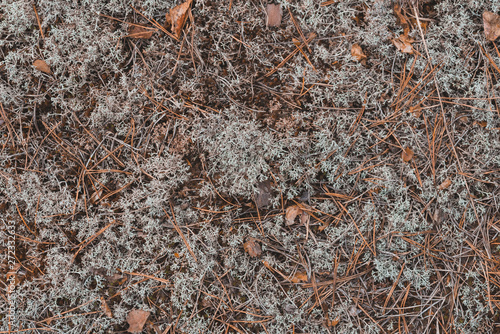 Grey moss texture in the forest © dmitriydanilov62