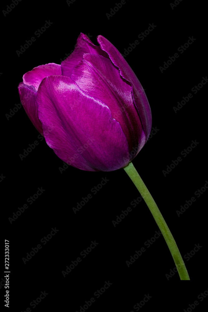 Beautiful tulip close up. Spring flowers