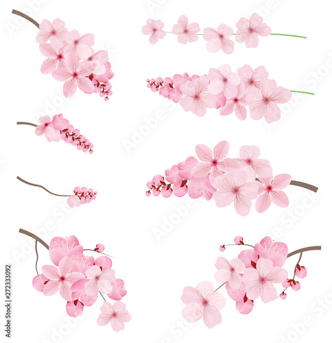 Dark and light pink sakura  flowers.