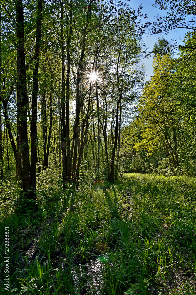 Sun rays translucent foliage of a tree in a forest glade. Summer landscape Sun rays translucent foliage of a tree in a forest glade. Summer landscape