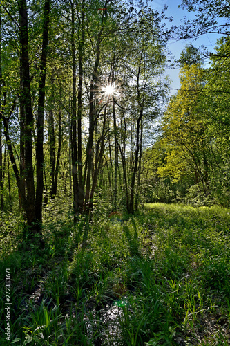 Sun rays translucent foliage of a tree in a forest glade. Summer landscape