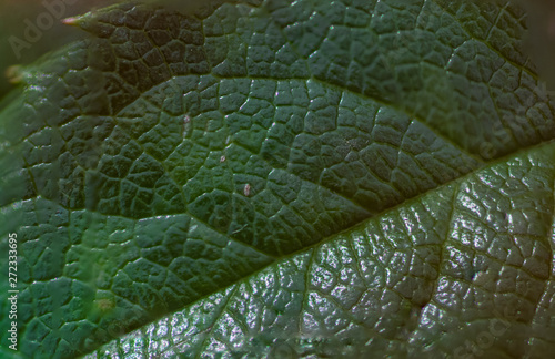 Leaf texture